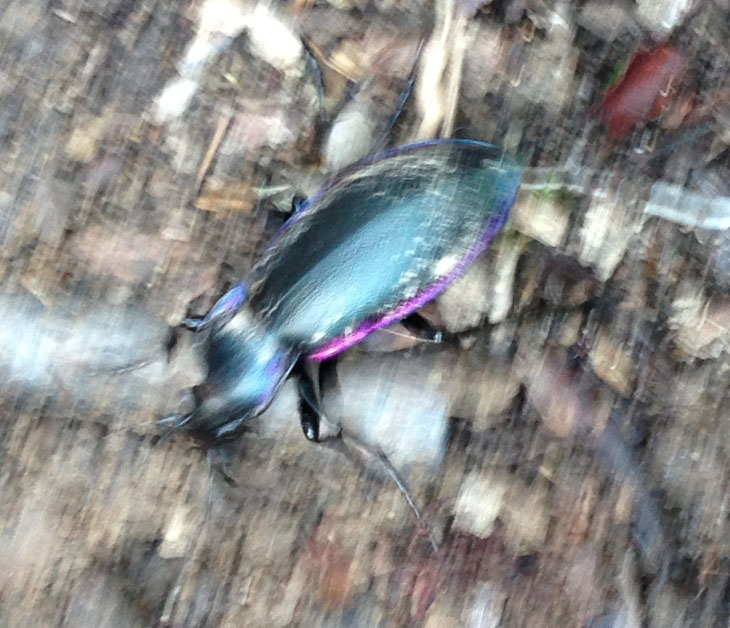 Coleottero con bande fluo: Carabus germarii (cf)